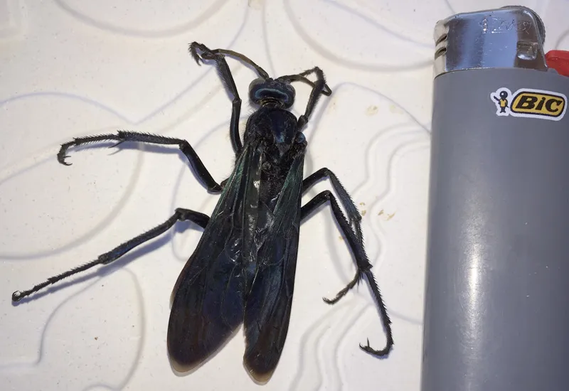 21139 tarantula hawk wasp