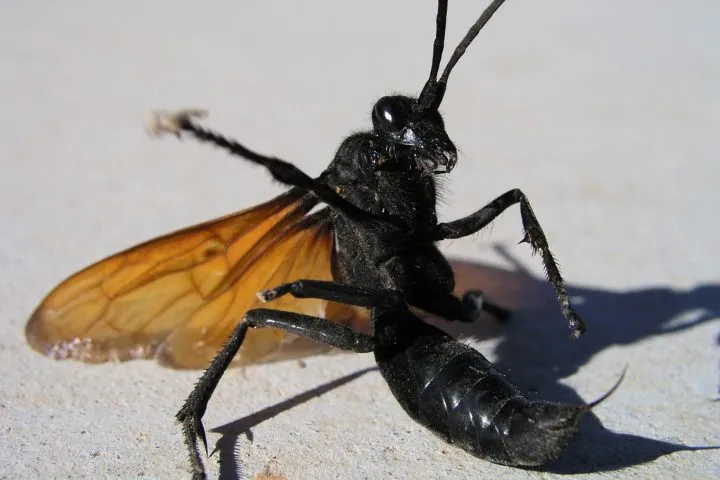 21139 wasp sting