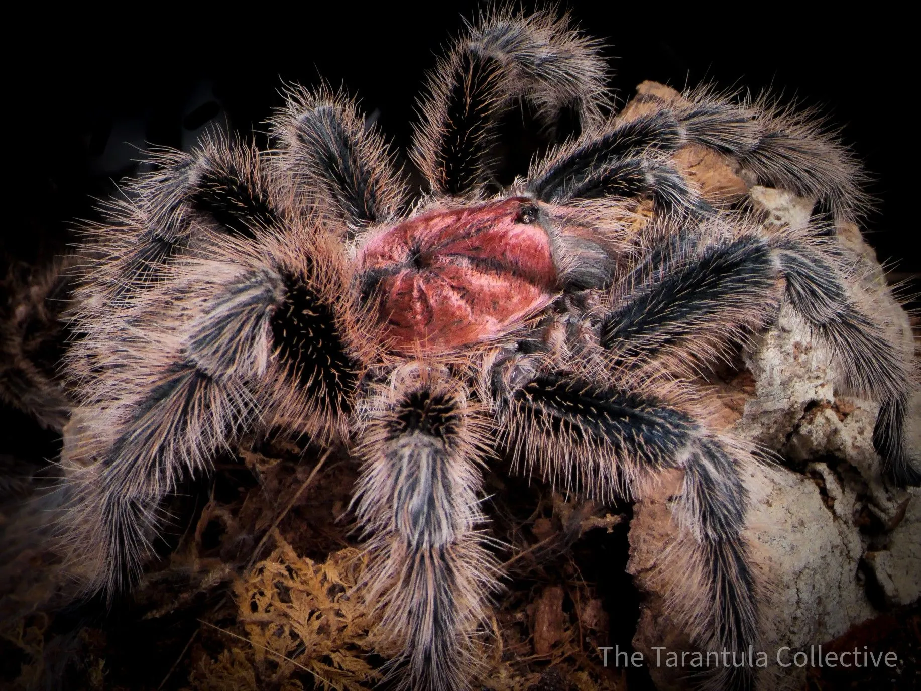 21140 tarantula healthy diet
