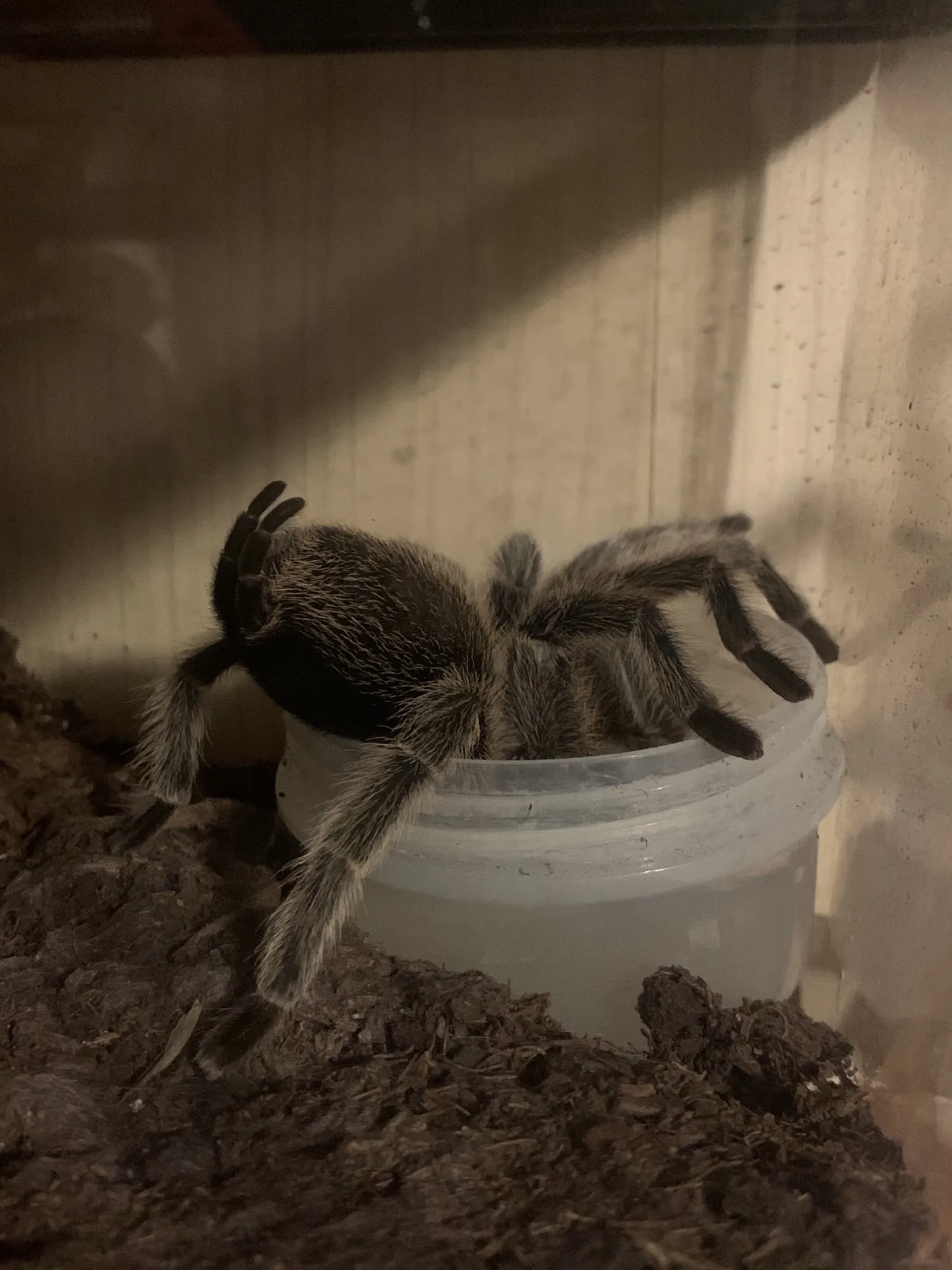 21140 tarantula nutritional deficiencies