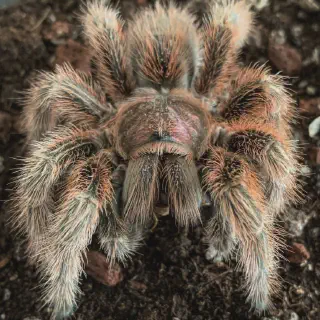 /img/21140-tarantula-regular-inspection.webp