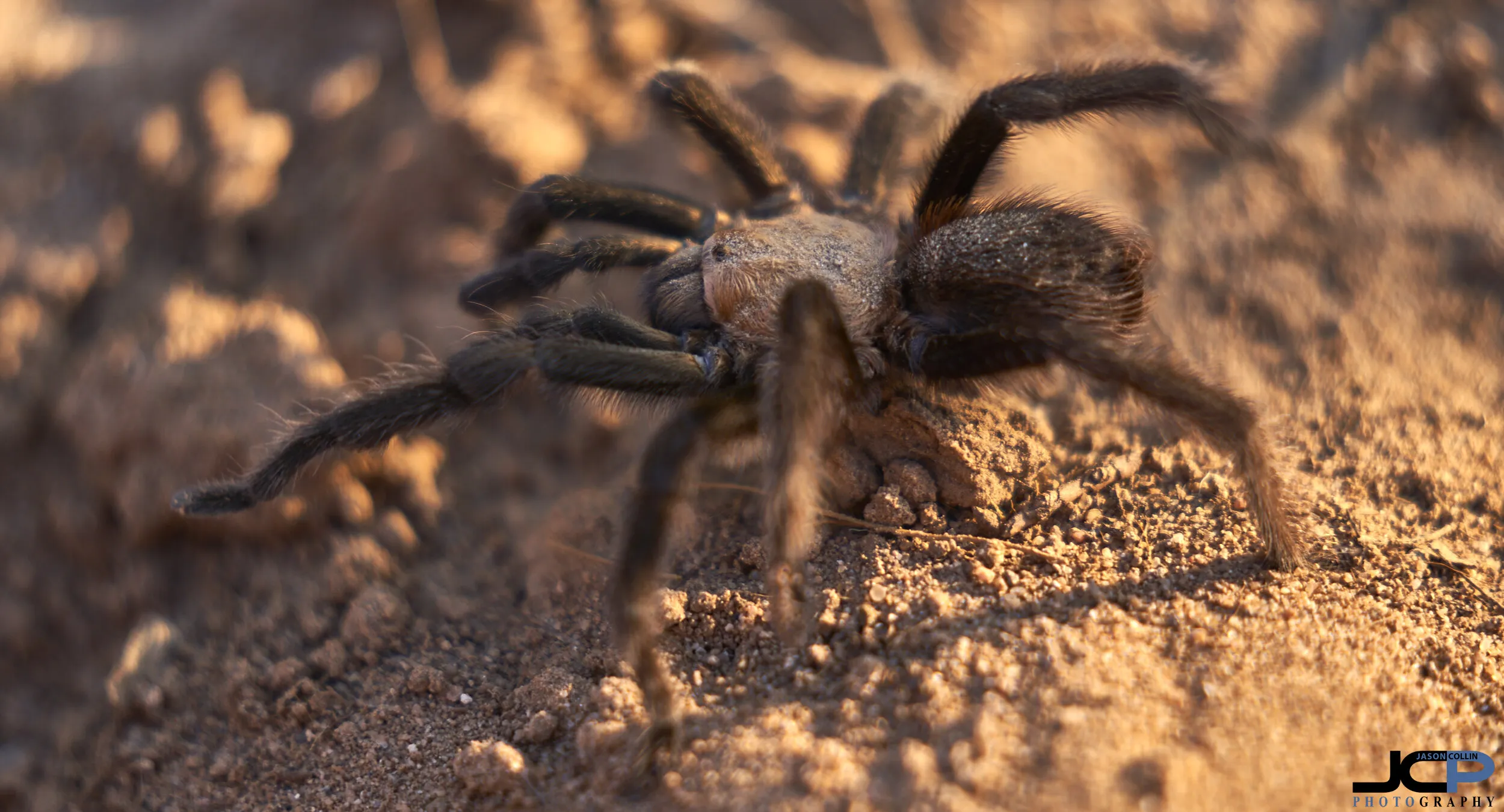 21141 rancho tarantula feeding