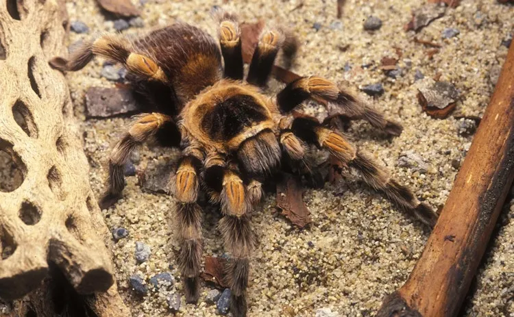 21141 rancho tarantula habitat