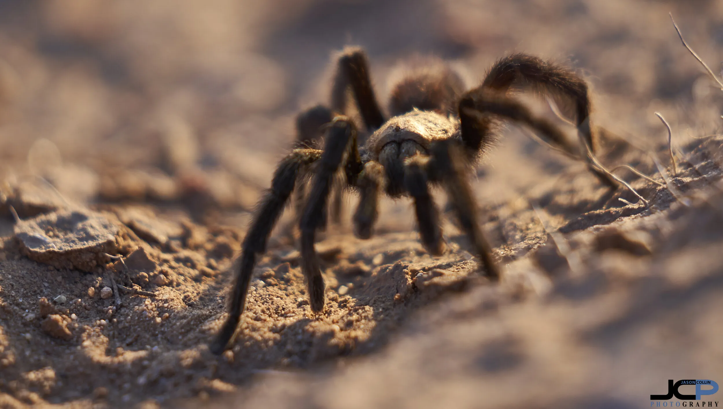21141 rancho tarantula lifecycle