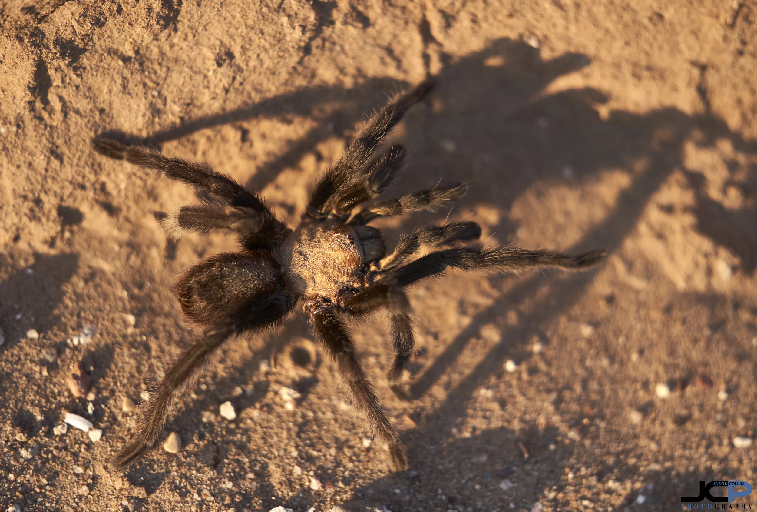 /img/21141-rancho-tarantula-pet.webp