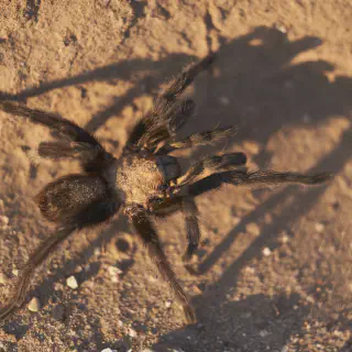 /img/21141-rancho-tarantula-pet.webp