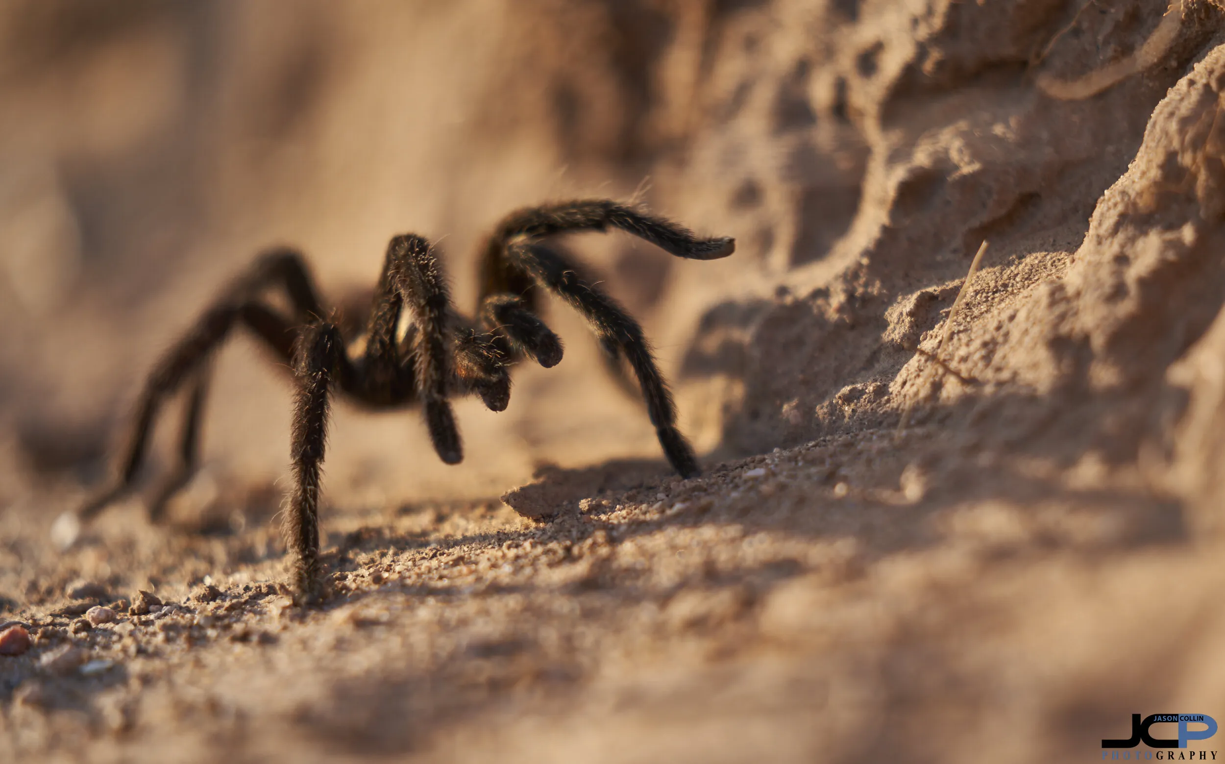 21141 rancho tarantula predators