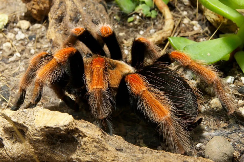 21141 rancho tarantula species