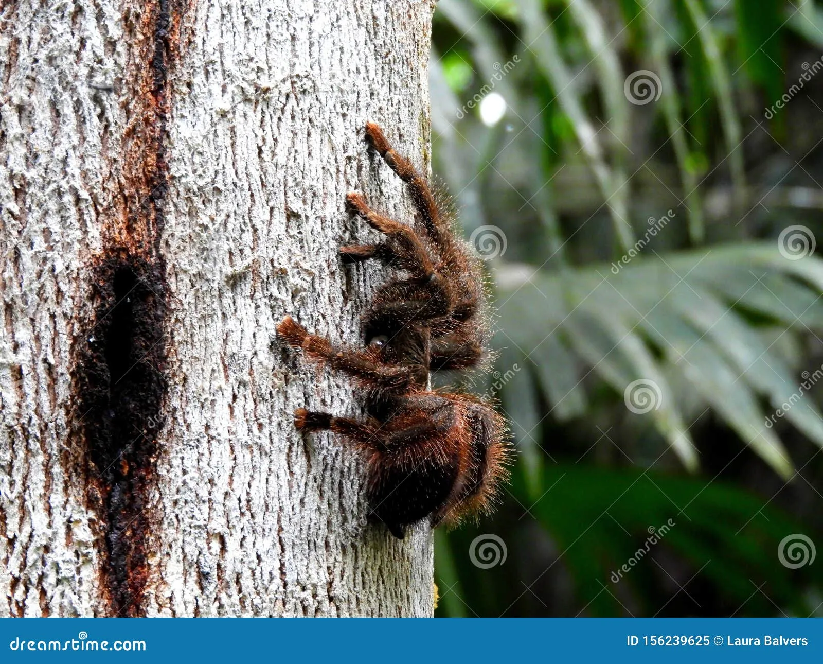 21143 amazon tarantula burrow