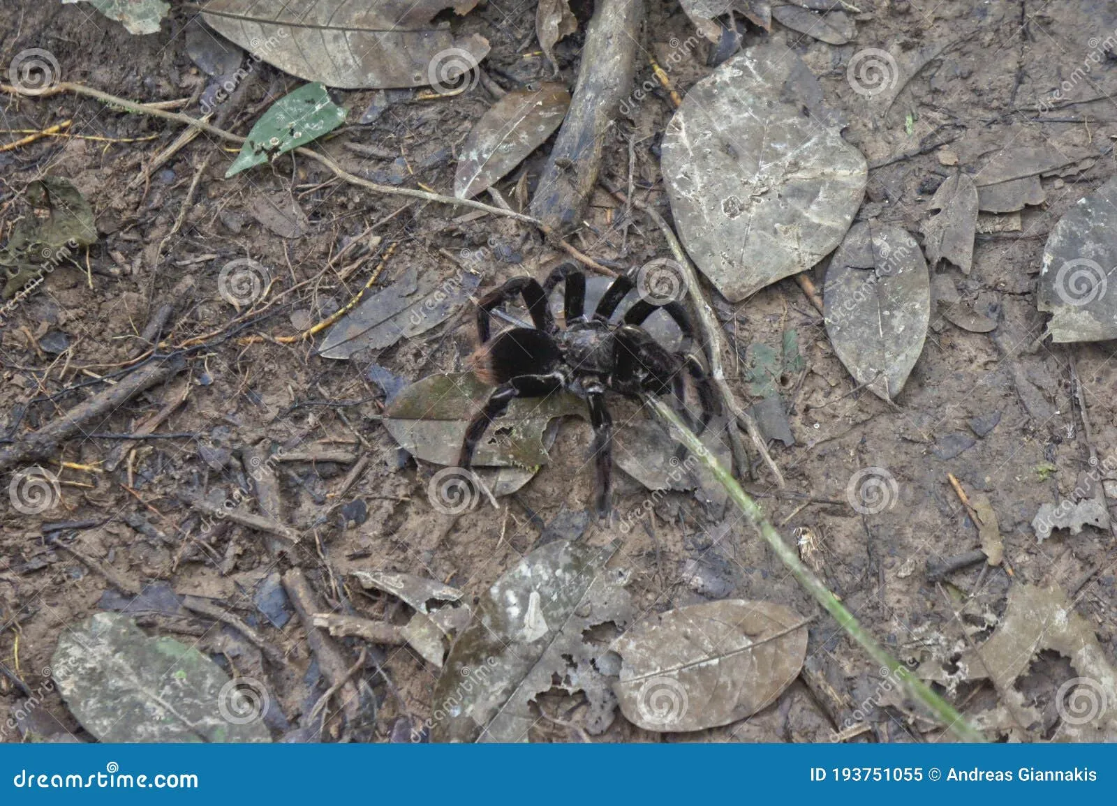 /img/21143-amazon-tarantula-conservation.webp