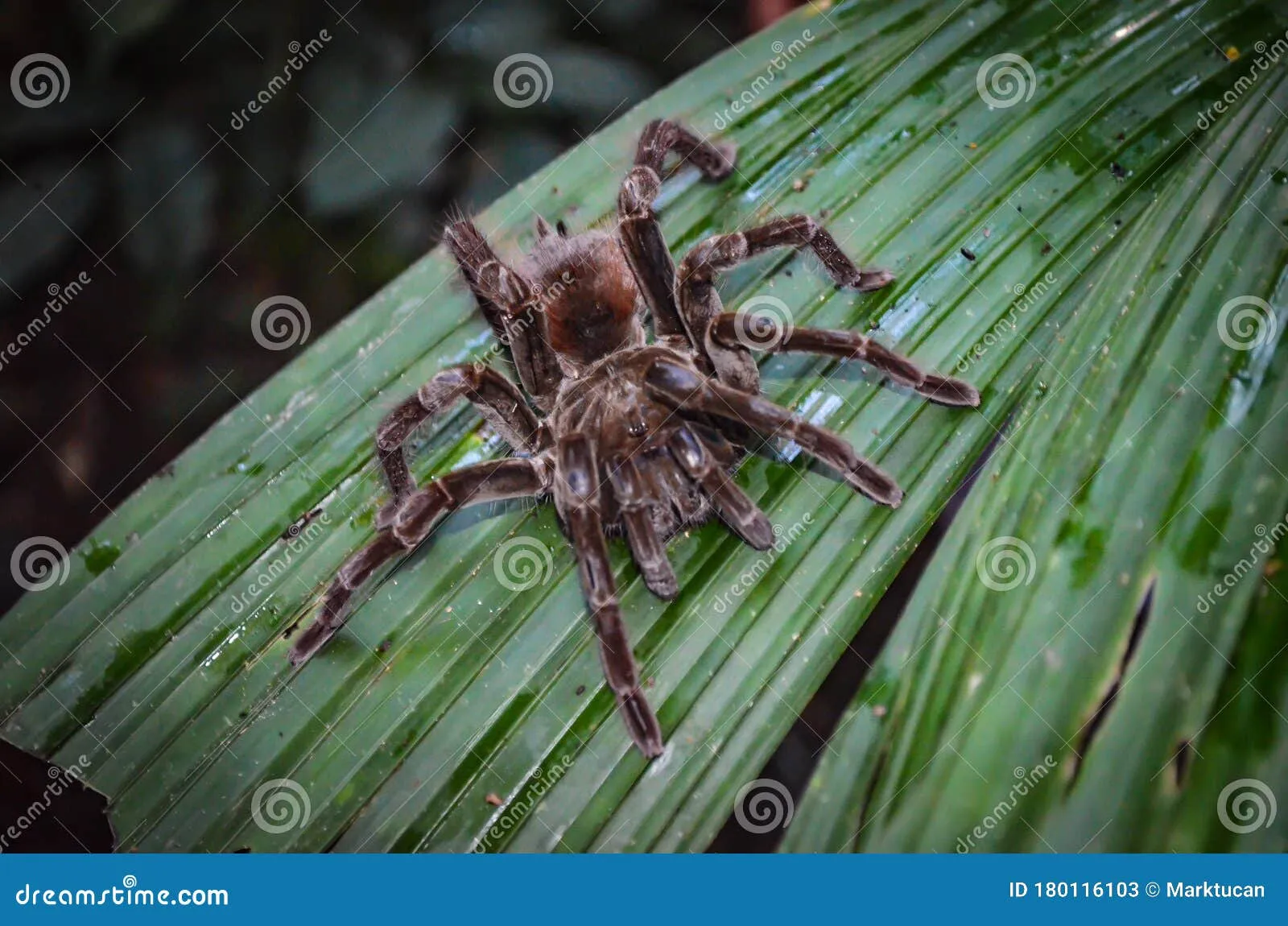 21143 amazon tarantula defensive