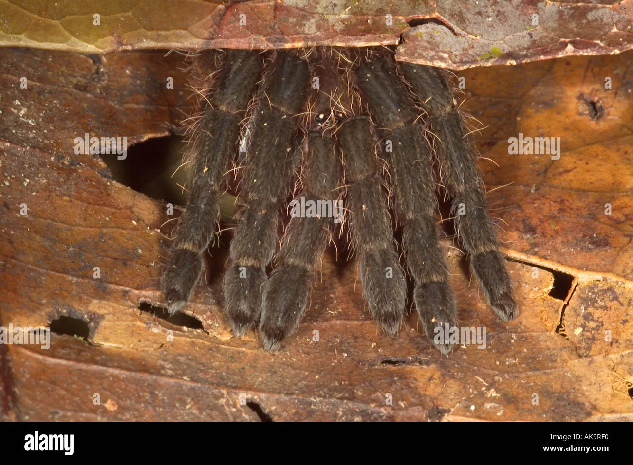 21143 amazon tarantula size