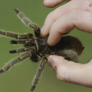 /img/21144-tarantula-molting.webp
