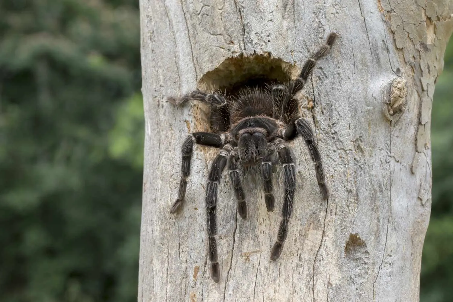 21144 tarantula water dish