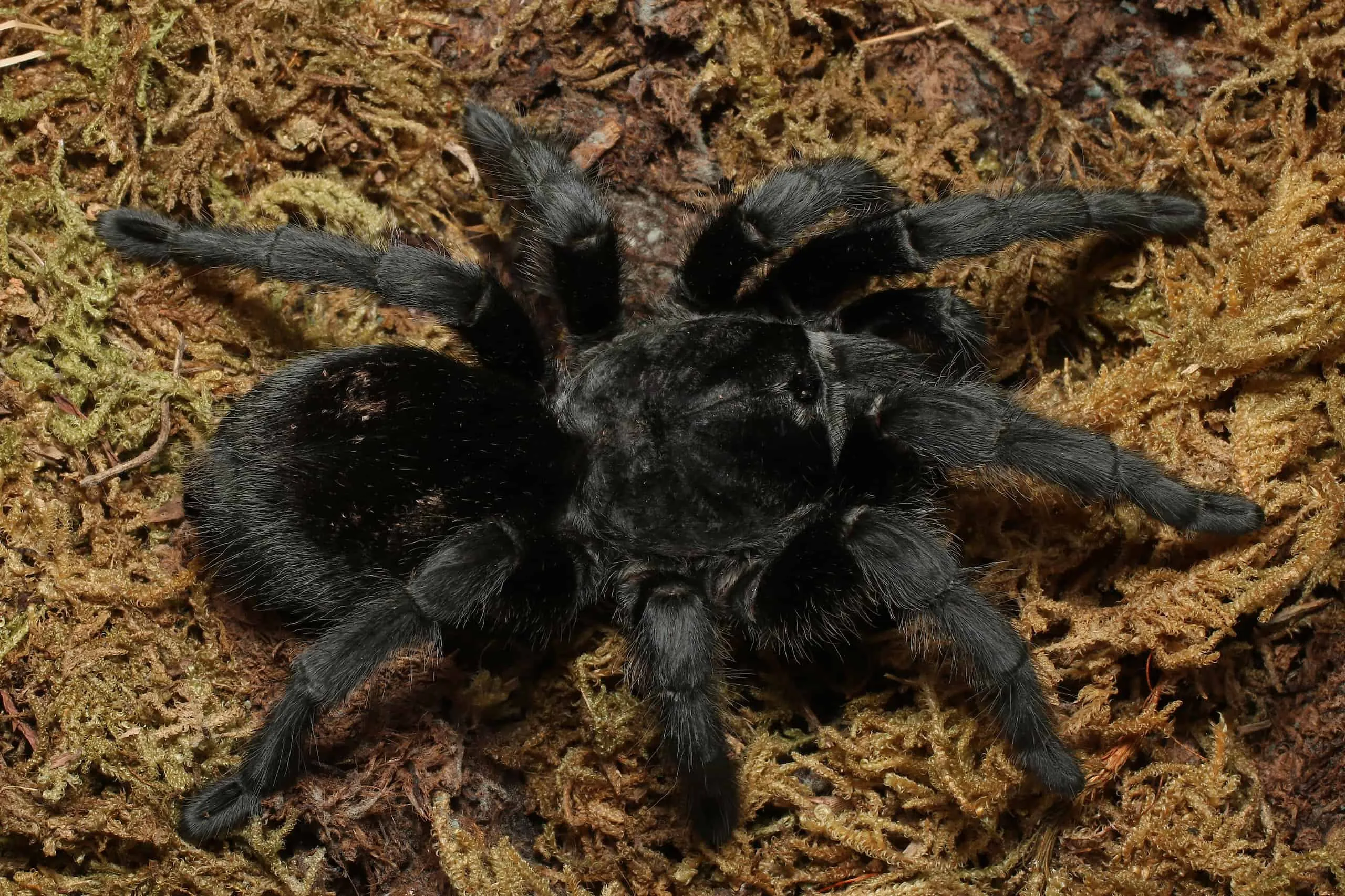 21145 black tarantula combat