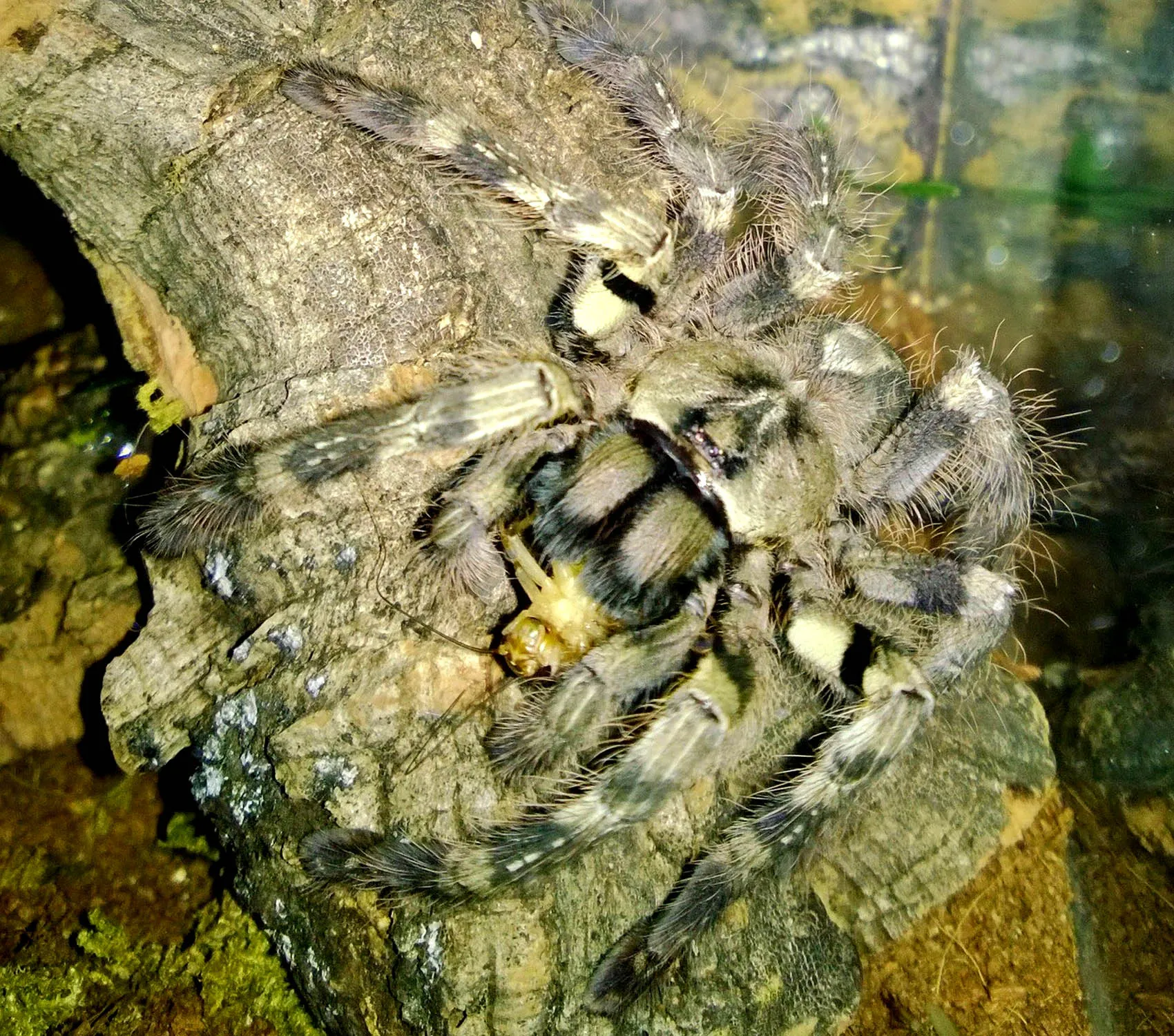 21146 feeding tarantula