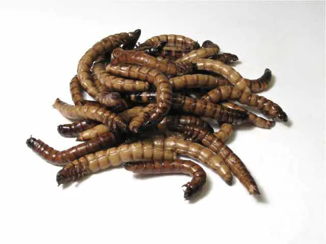 21146 preparing hornworms