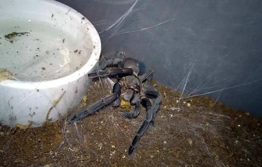 21146 tarantula feeding schedule