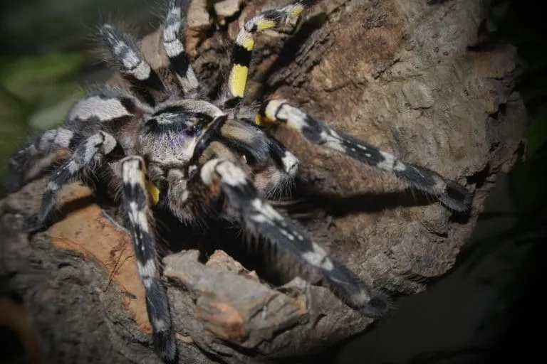 21147 tarantula web types