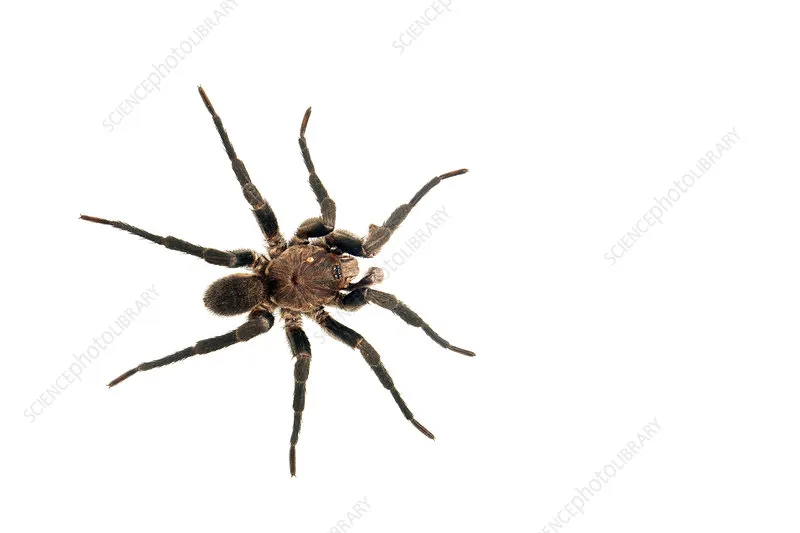 21149 funnel web spider habitat