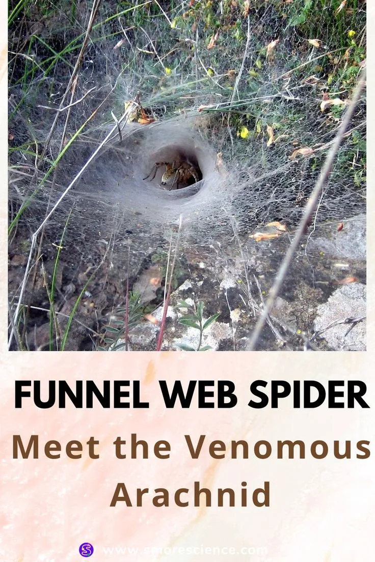 /img/21149-funnel-web-spider-lifespan.webp