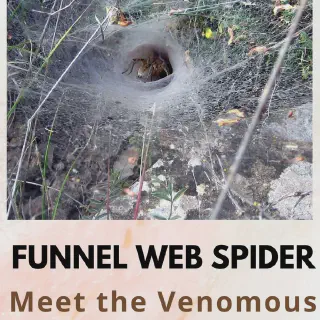/img/21149-funnel-web-spider-lifespan.webp