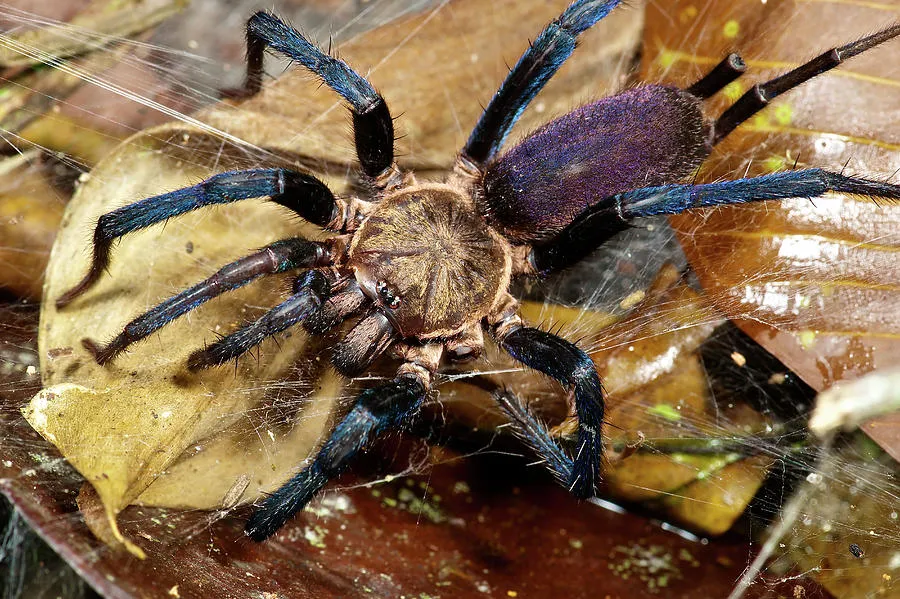 21149 funnel web spider size comparison