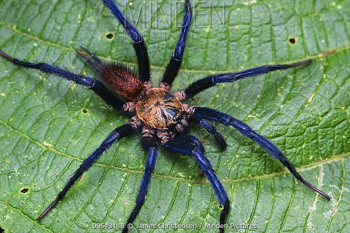 21149 funnel web spider venom