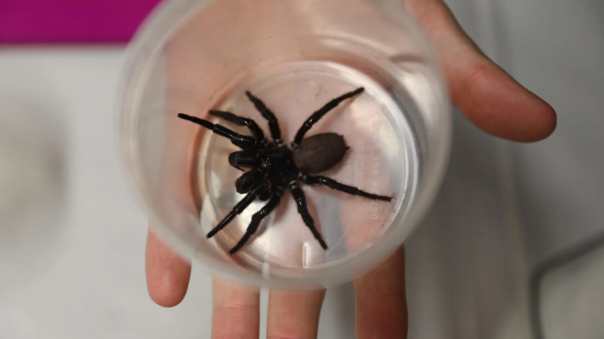21149 tarantula behavior