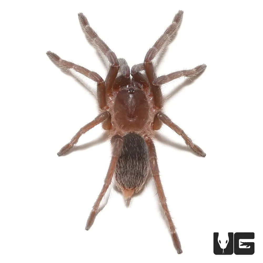 /img/21150-baby-flame-knee-tarantula-breeding.webp