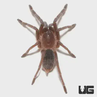 /img/21150-baby-flame-knee-tarantula-breeding.webp
