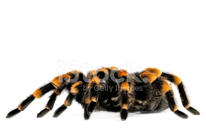 21150 baby flame knee tarantula feeding