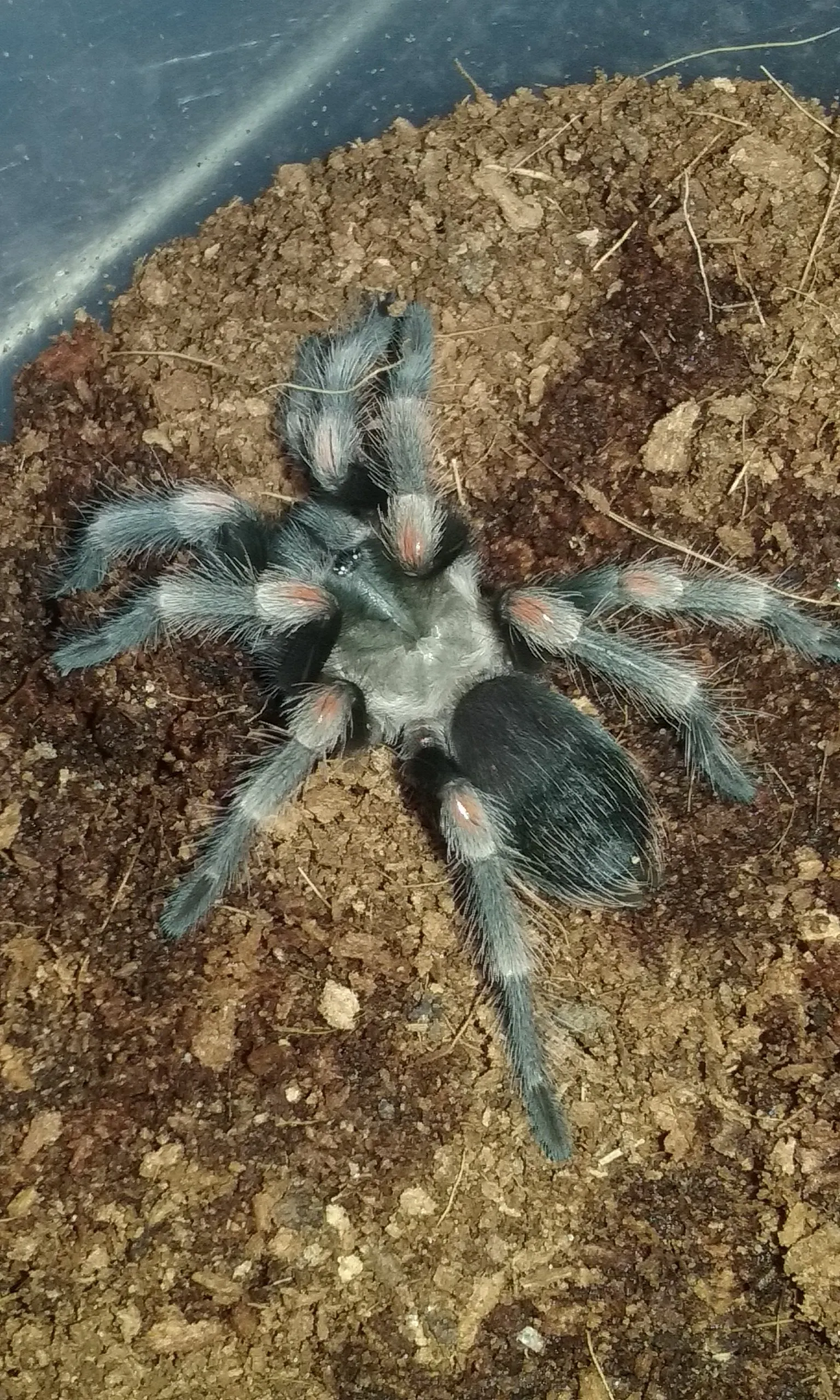 21150 baby flame knee tarantula handling