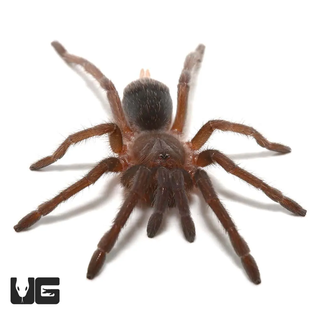 21150 baby flame knee tarantula molting