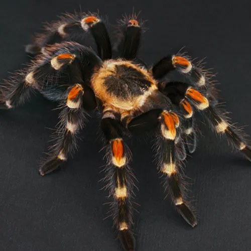 21150 baby flame knee tarantula origin