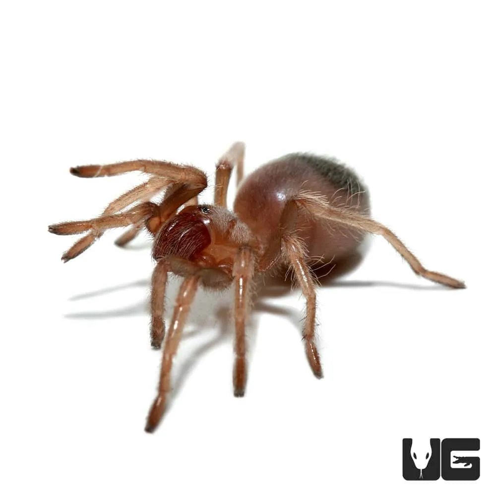 21150 baby flame knee tarantula substrate
