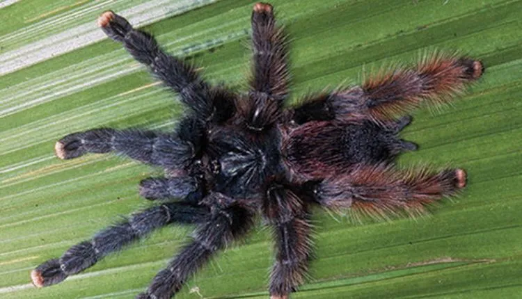 21151 pink toe tarantula feeding