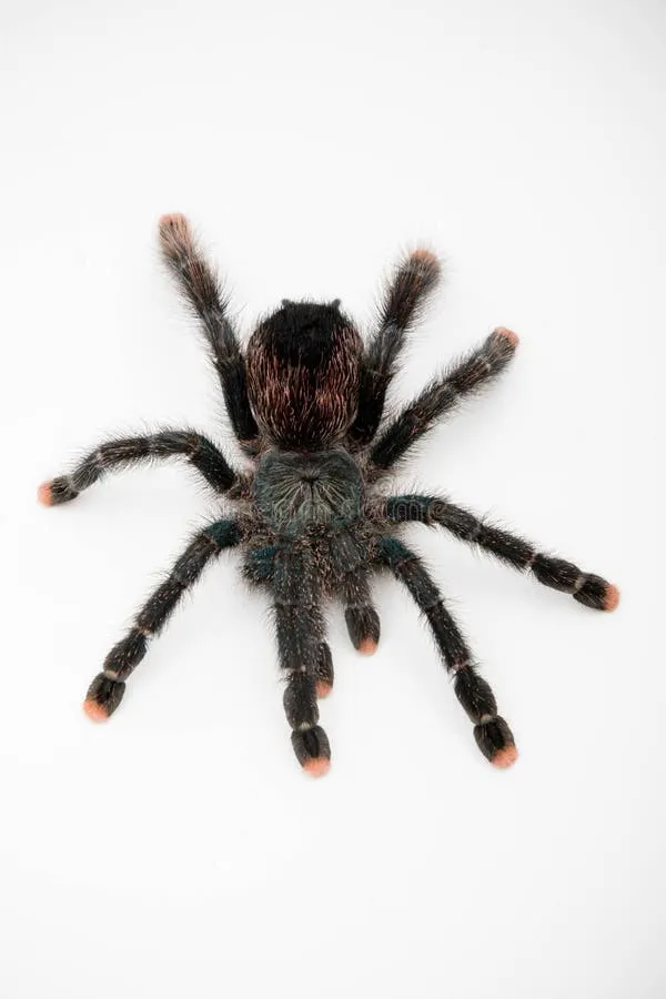 21151 pink toe tarantula health