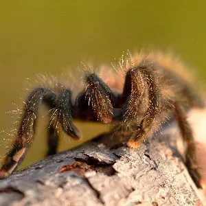21151 pink toe tarantula substrate