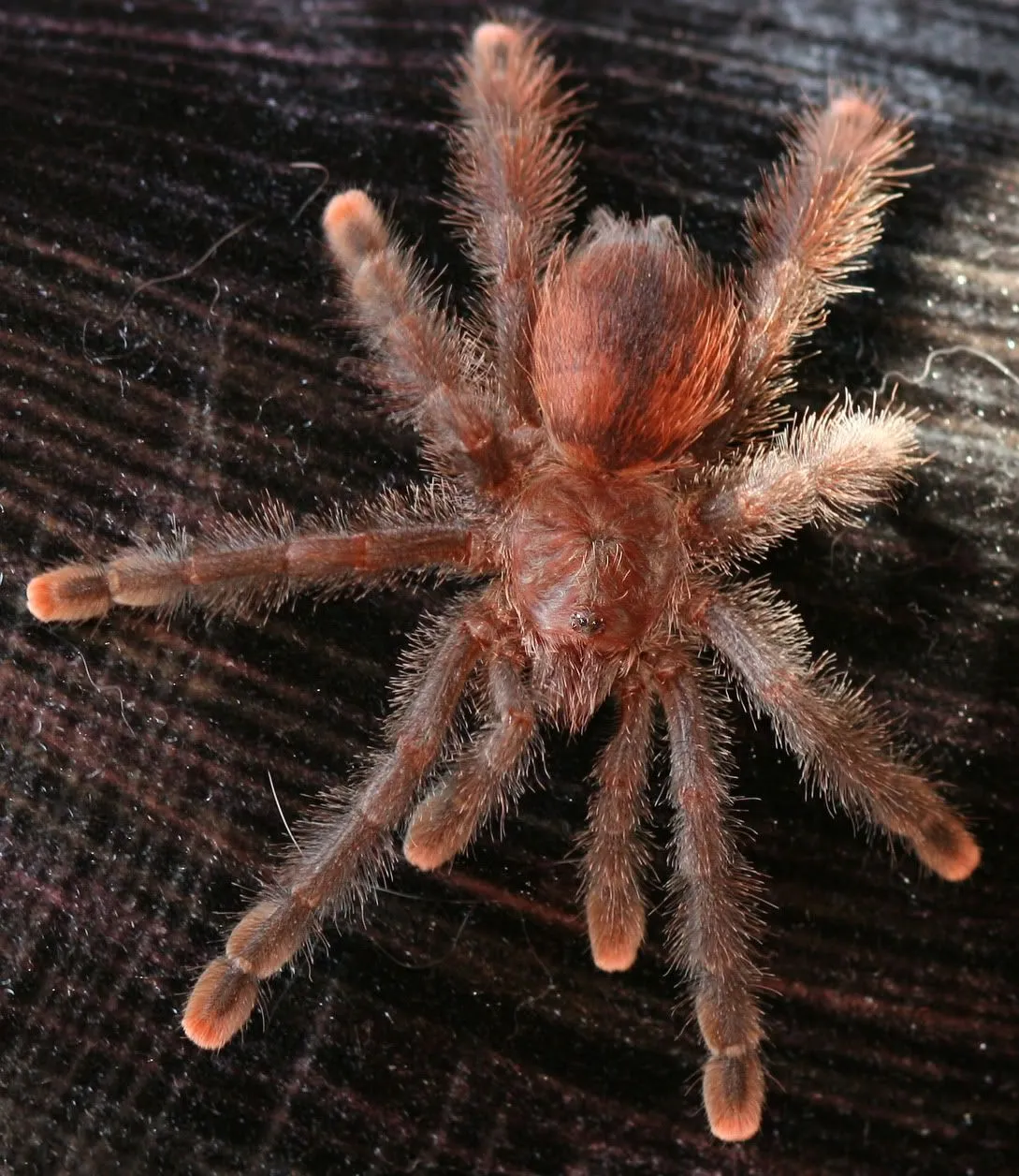 21151 pink toe tarantula water