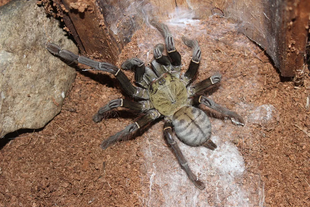21152 earth tiger tarantula appearance