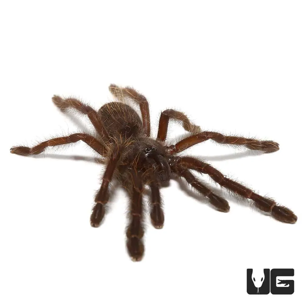 21152 earth tiger tarantula enclosure