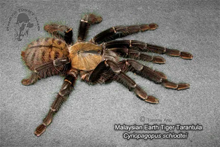 21152 earth tiger tarantula feeding