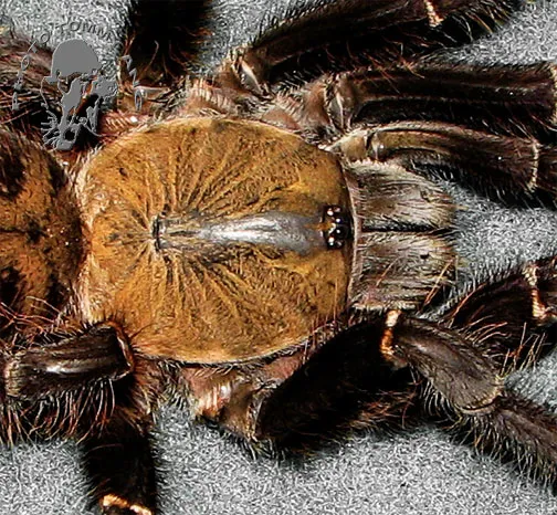 21152 earth tiger tarantula habitat