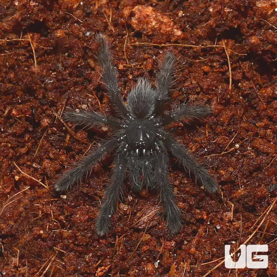 21152 earth tiger tarantula handling