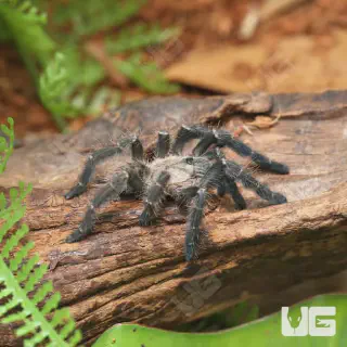 /img/21152-earth-tiger-tarantula-health.webp