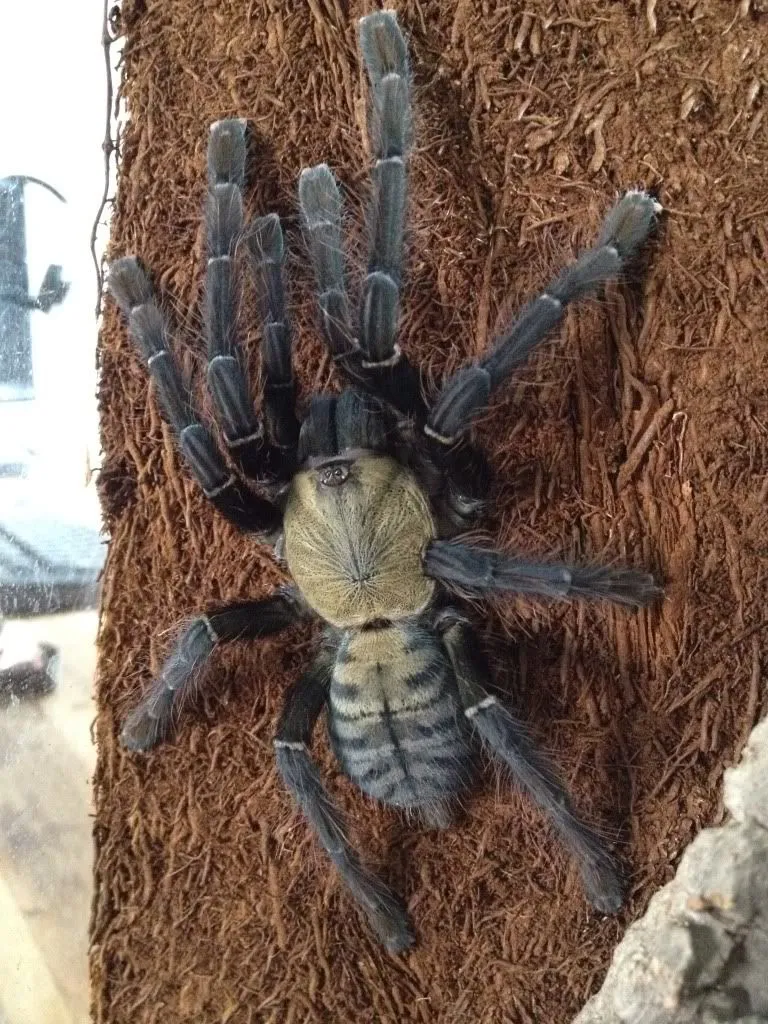 21152 earth tiger tarantula overview