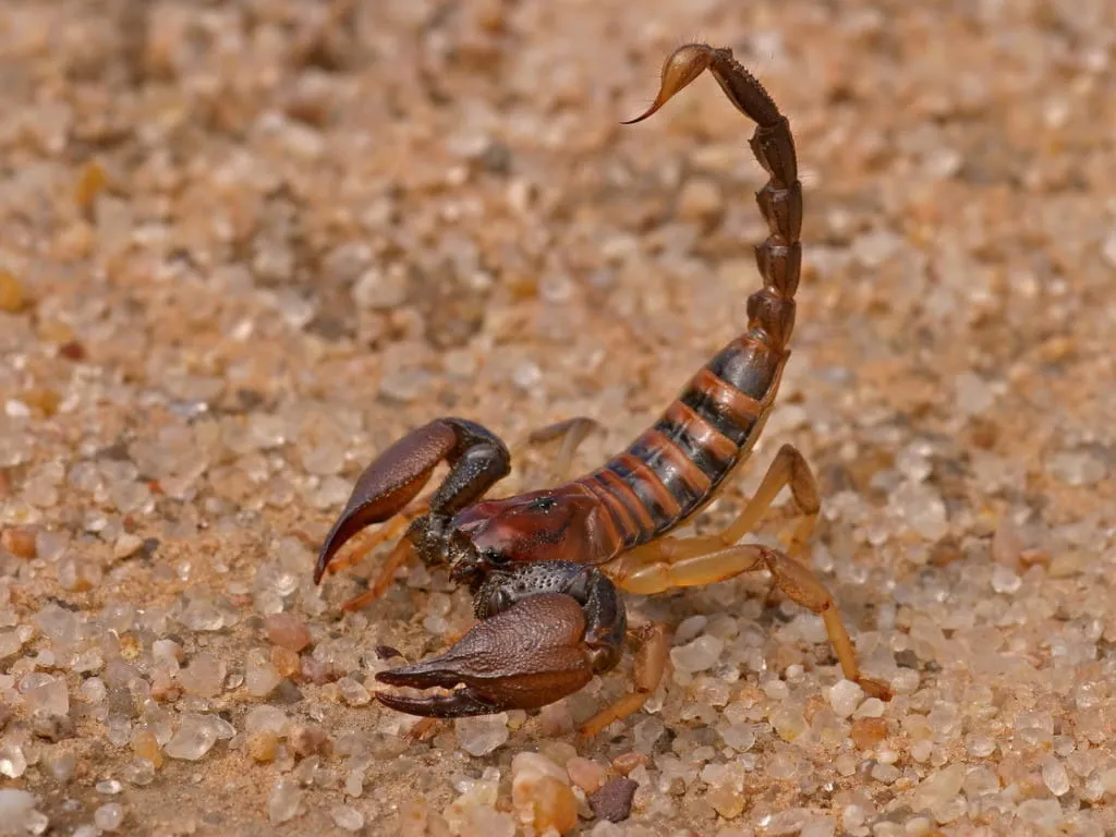 /img/21154-scorpion-species.webp