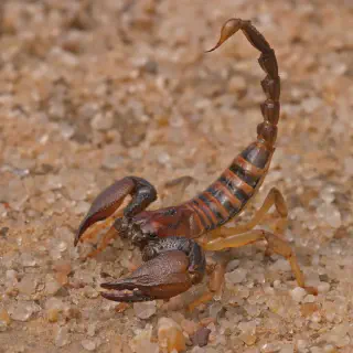 /img/21154-scorpion-species.webp