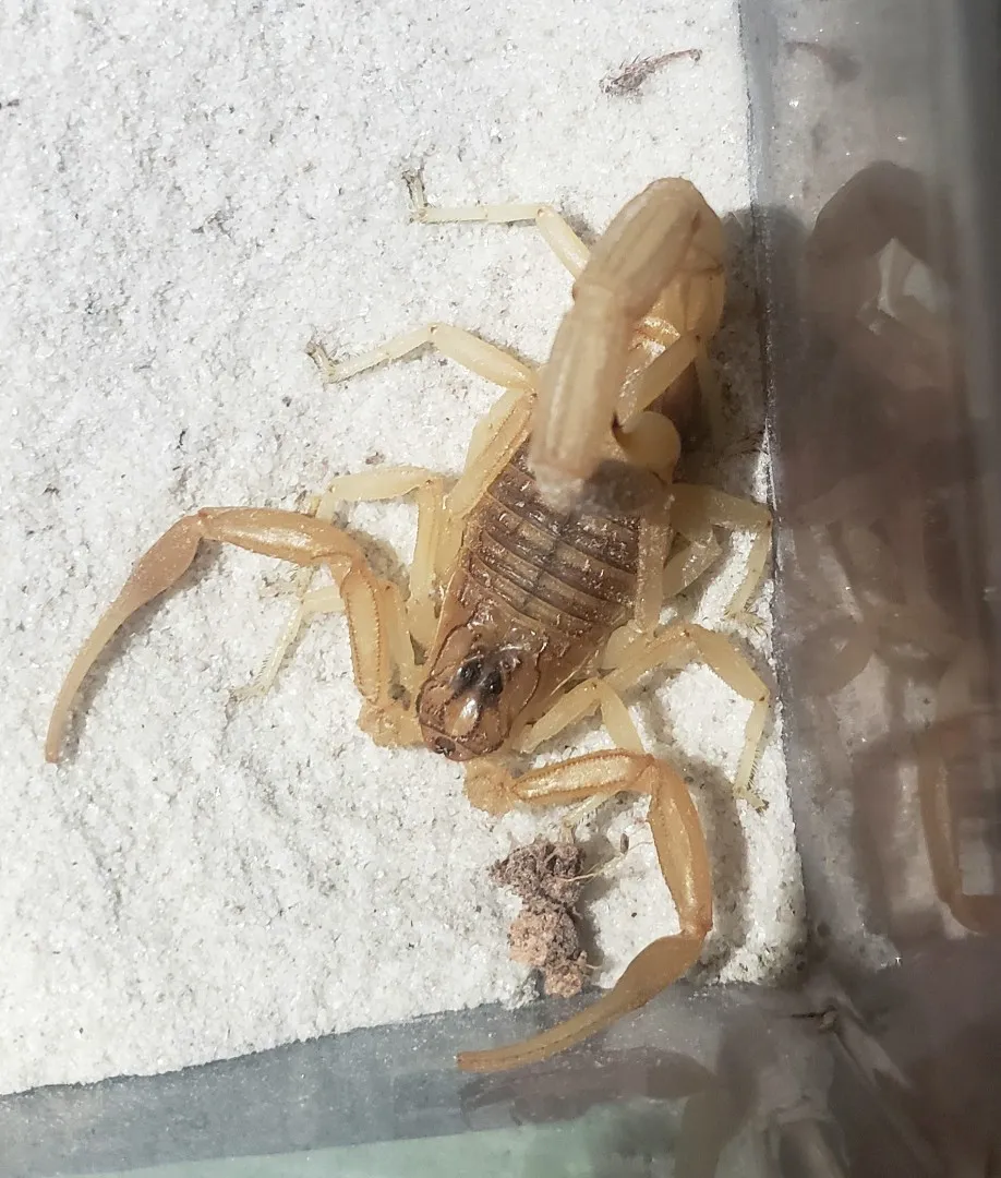 21154 tarantula eating scorpion